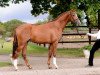 stallion Pergentino (Trakehner, 2012, from All Inclusive)