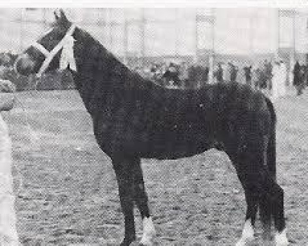 Deckhengst Nieuwmoeds Rolando II (New-Forest-Pony, 1970, von Golden Wonder)