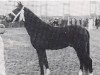 stallion Nieuwmoeds Rolando II (New Forest Pony, 1970, from Golden Wonder)