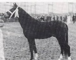 stallion Nieuwmoeds Rolando II (New Forest Pony, 1970, from Golden Wonder)