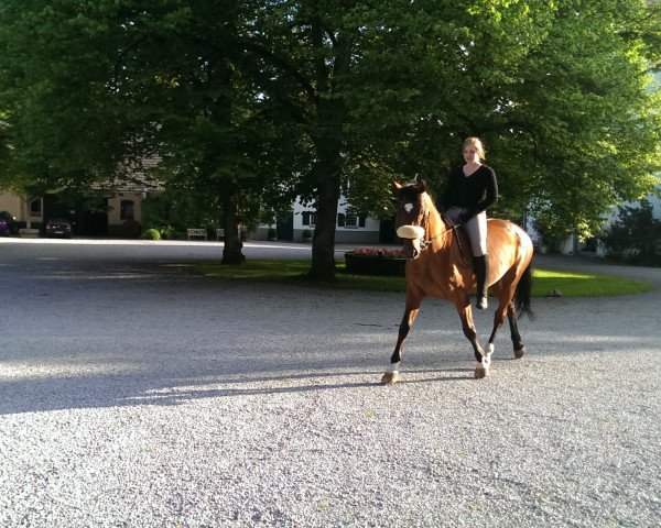 Pferd Tara (Trakehner, 1996, von Alpenkönig)