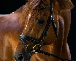 stallion Meraldik (Württemberger, 2002, from Münchhausen)