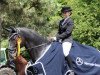 dressage horse Sir Württemberg (Württemberger, 2004, from Sir Oldenburg)