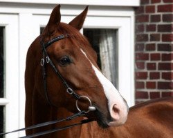 dressage horse Don William 4 (Westfale, 2010, from Don Havidoff)