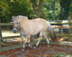 broodmare Jacaranda (Fjord Horse, 2009, from Koljar)