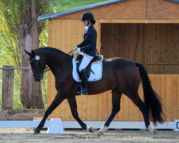 dressage horse Sansibar G (Luxembourg horse, 2011, from San Amour I)