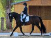 dressage horse Sansibar G (Luxembourg horse, 2011, from San Amour I)