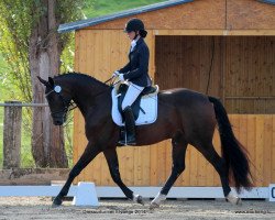 dressage horse Sansibar G (Luxemburgisches Reitpferd, 2011, from San Amour I)