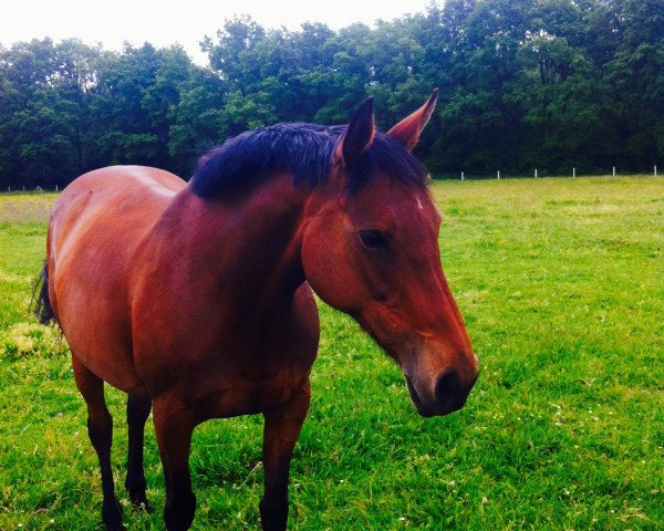 broodmare Walinka xx (Thoroughbred, 2003, from Platini xx)