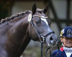 stallion Petit Magic Moment (German Riding Pony, 2011, from Petit Magic Colour)