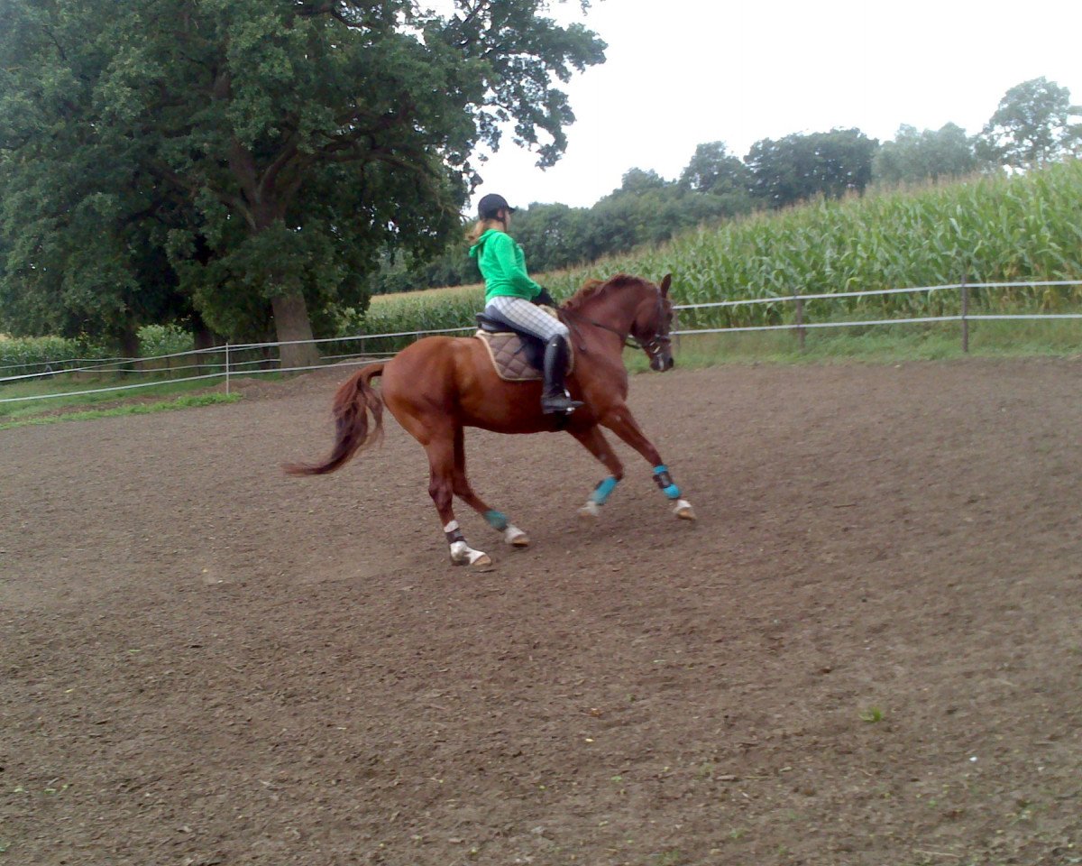 horse Flashfire (Westphalian, 2007, from BD Forrest Gump)