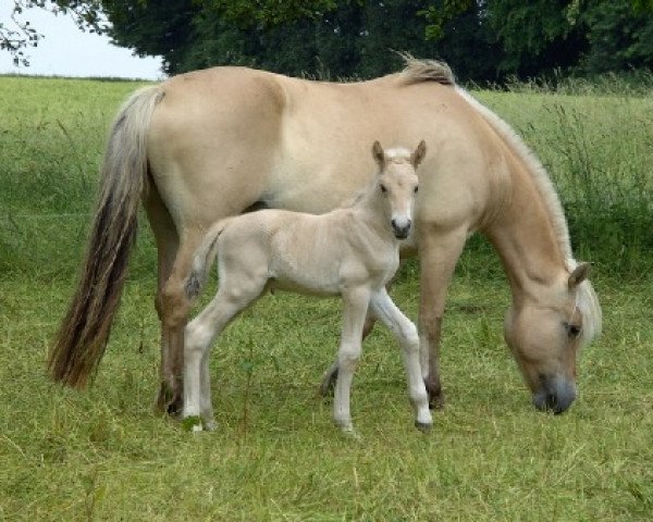 Pferd Kamillo (Fjordpferd, 2008, von Koljar)