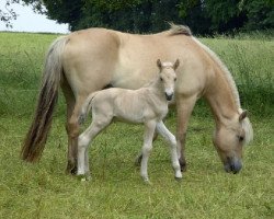 horse Kamillo (Fjord Horse, 2008, from Koljar)