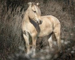 horse Genesis (Fjord Horse, 2016, from Østerskov's Gulliver)