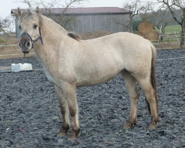 Pferd Rose (Fjordpferd, 2011, von Koljar)