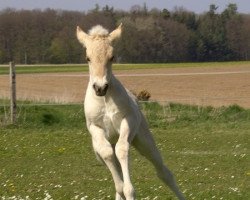 Pferd Krokus (Fjordpferd, 2010, von Koljar)