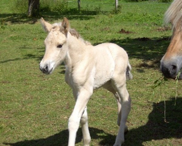 horse Kvann (Fjord Horse, 2009, from Koljar)