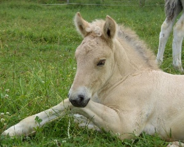 horse Koriander (Fjord Horse, 2008, from Koljar)