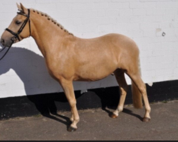 dressage horse Golden Goofy (German Riding Pony, 2010, from Golden Gismo)