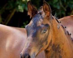 Dressurpferd Vino Rosso (Trakehner, 2014, von Schwarzgold)