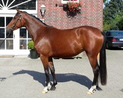 Zuchtstute Valerie (Trakehner, 2011, von Münchhausen)