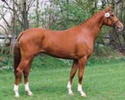 broodmare Virginia VI (Trakehner, 2002, from Kostolany)