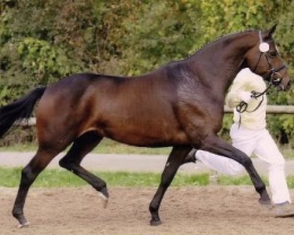 broodmare Pillau IV (Trakehner, 1995, from Caprimond)