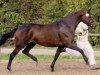 broodmare Pillau IV (Trakehner, 1995, from Caprimond)