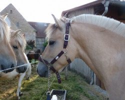 horse Kokos (Fjord Horse, 2011, from Koljar)