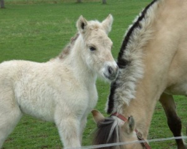 horse Hedera (Fjord Horse, 2010, from Koljar)