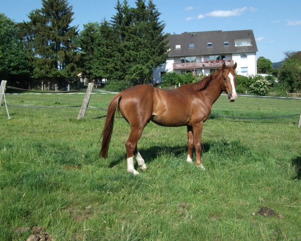 Pferd Lektor (Oldenburger, 2008, von Le Primeur 3)