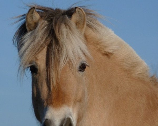 broodmare Jasna (Fjord Horse, 2006, from Mastrup Romeo)