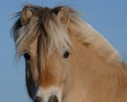 broodmare Jasna (Fjord Horse, 2006, from Mastrup Romeo)