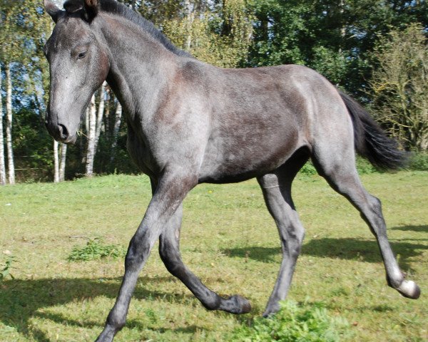 Pferd Janeiro SFO (Lusitano, 2014, von Pendulo)