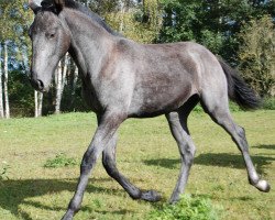 horse Janeiro SFO (Lusitano, 2014, from Pendulo)