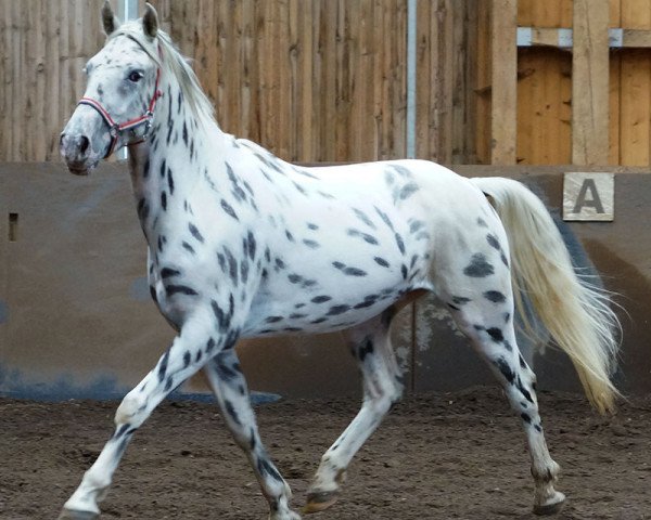 horse Blue Lightning (Appaloosa, 2010)