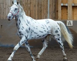 Pferd Blue Lightning (Appaloosa, 2010)