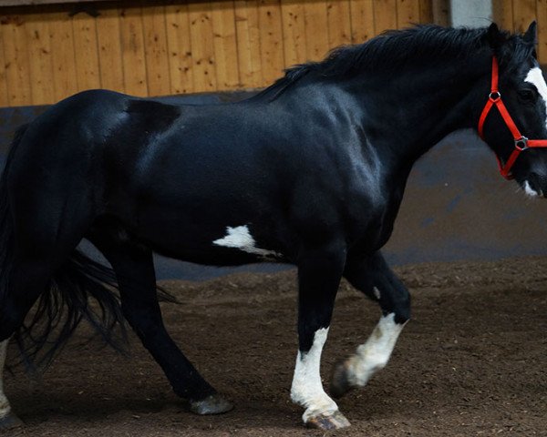 Springpferd Bob (Tinker / Irish Cob / Gypsy Vanner, 2004)