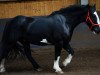 Springpferd Bob (Tinker / Irish Cob / Gypsy Vanner, 2004)