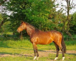 broodmare Viola (Hanoverian, 2011, from Uccello)