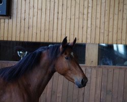 broodmare Vanessa (Hanoverian, 2011, from Uccello)