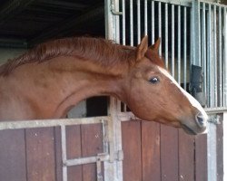 stallion Wikinger M (Hanoverian, 1994, from Wittinger)