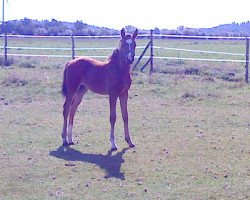 horse Miss Summer Lady (German Warmblood, 2014, from Fiodor)