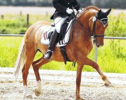 Zuchtstute Dream Desley (Deutsches Reitpony, 2005, von FS Don't Worry)