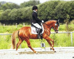 dressage horse Dream Varina (German Riding Pony, 2009, from Voyager 2)