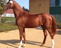 stallion Belissis Mojo (German Sport Horse, 2012, from Belissimo NRW)