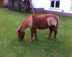 dressage horse Billy (Iceland Horse Mix, 1983)