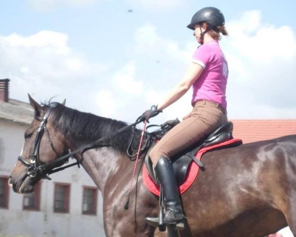 Springpferd Almera (Polnisches Warmblut, 2008, von Clear to Jump)