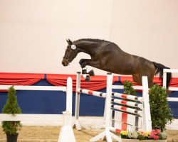 jumper Origi D Light ZV (Oldenburg show jumper, 2019, from Origi D'o)