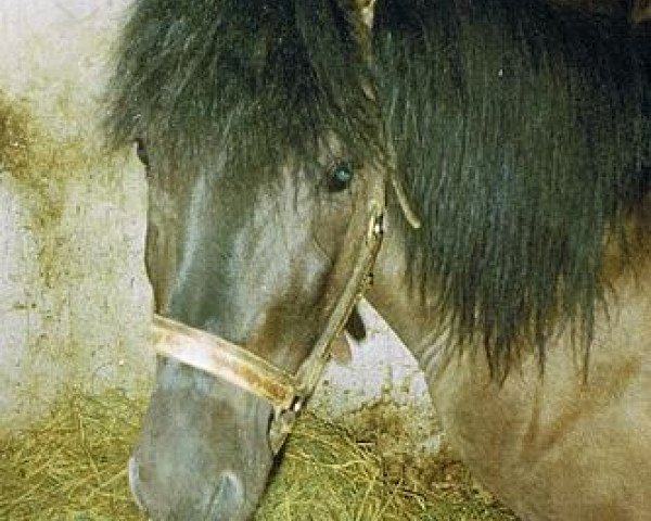 dressage horse Jermak (Konik, 1990, from Moryc)